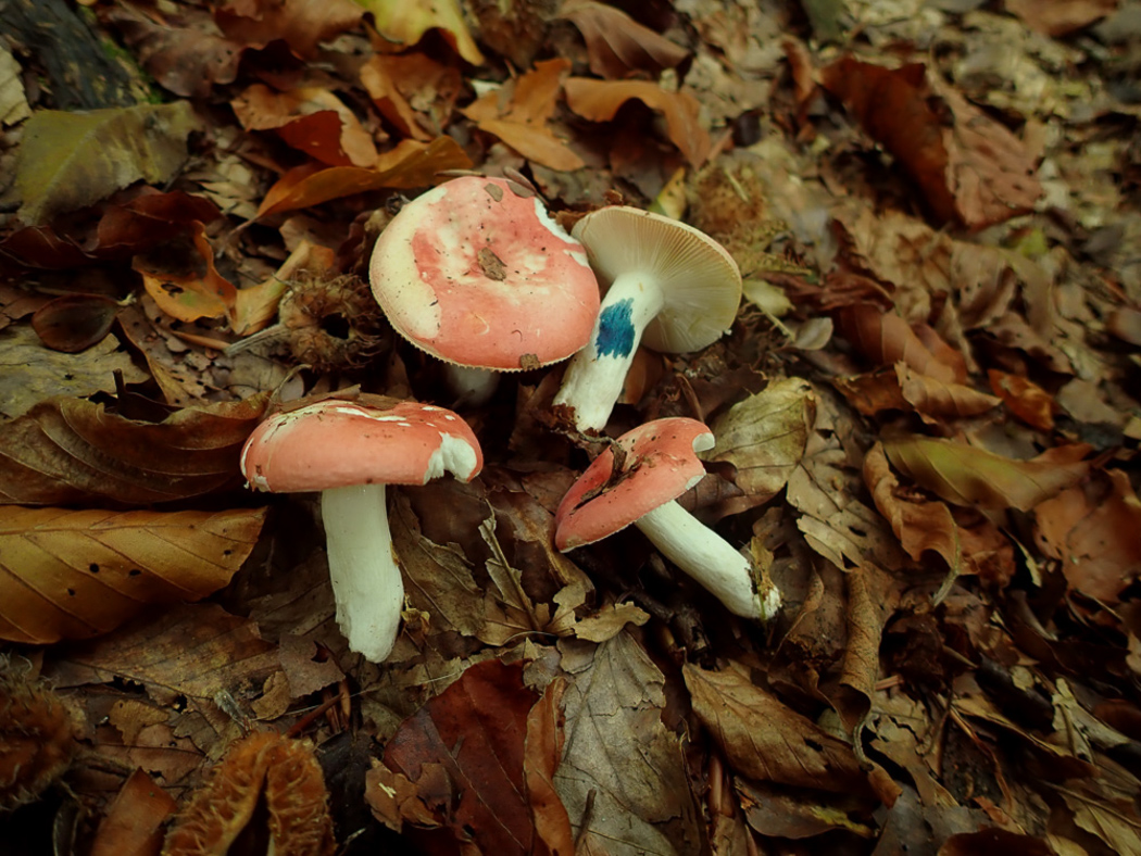Photo © Penny Cullington Russula nobilis by Penny Cullington